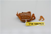 藏品(拉氏清溪蟹)的圖片